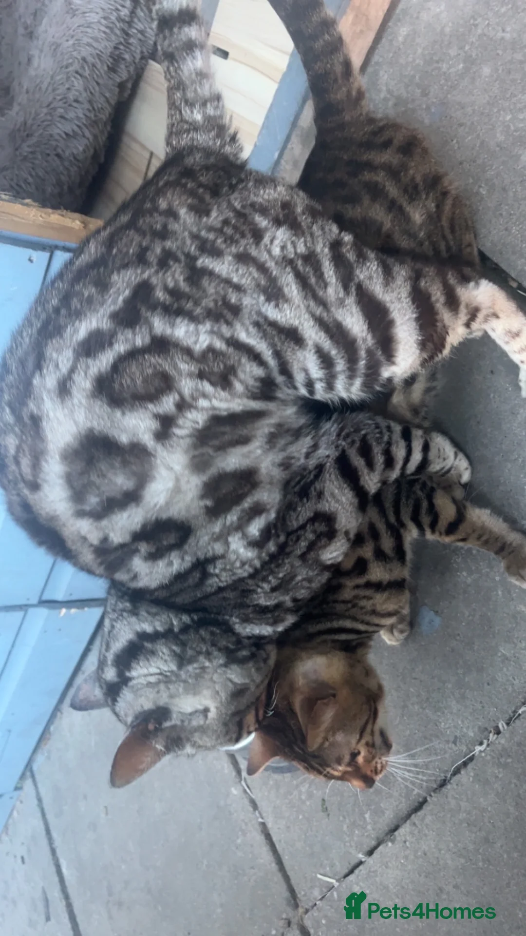 Bengal cats for sale: 🐆Tica reg kittens available 🐆 - Advert 2