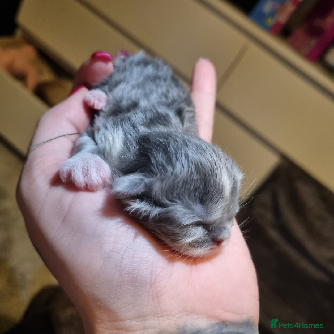 Persian cats for sale: Beautiful blue persian babies - Image 14