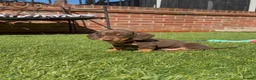 Miniature Dachshund dogs for sale: Outstanding miniature dachshund puppies  - Advert 6