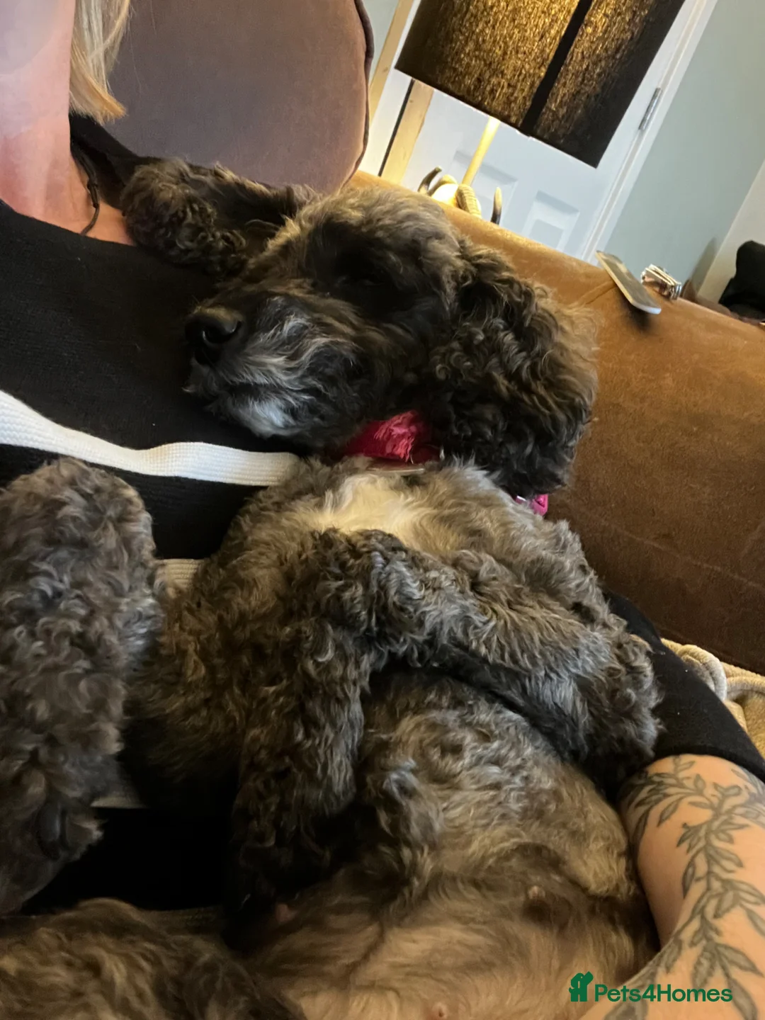Cockapoo dogs for sale: Pups Due 25th-31st March to Gorgeous Mum And Dad in Milton Keynes - Advert 6