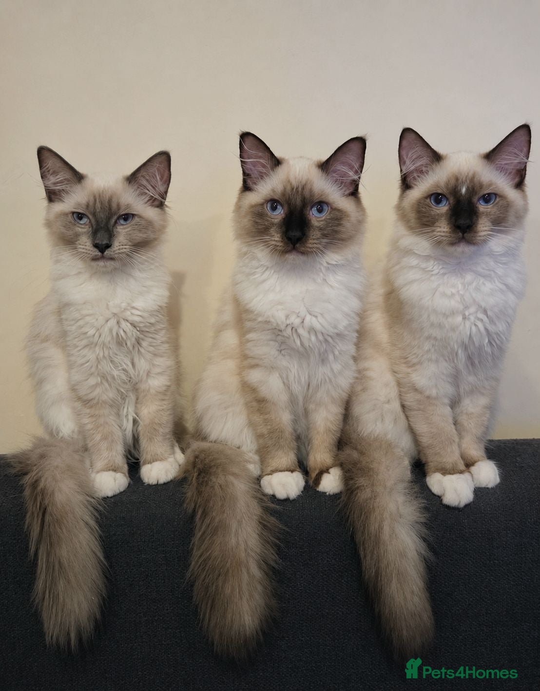 Ragdoll cats Fluffy Ragdoll Kittens  - Advert 1