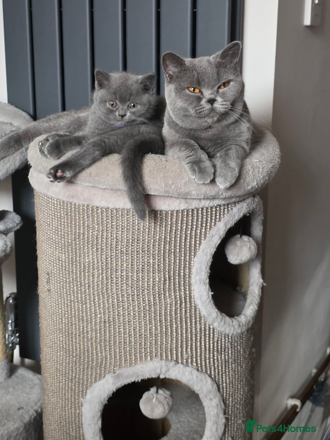 British Shorthair cats for sale:  GCCF British Shorthair - Champion Bloodlines  - Advert 3