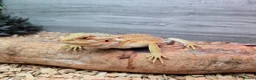 Bearded Dragon reptiles for sale: Lovely temperament one yr old Bearded dragon & viv in Romford - Advert 5