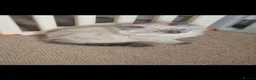 Ragdoll cats for sale: Ready Now Bluepoint Ragdoll Kittens - Advert 7
