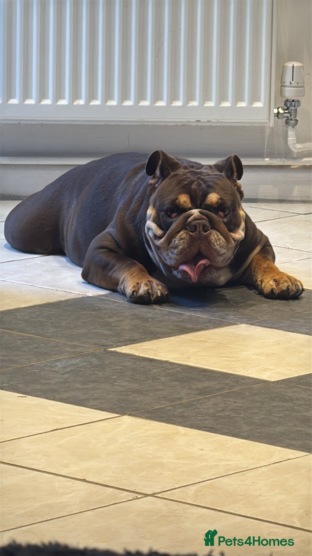 English Bulldog dogs for sale: Looking for my new home - Advert 12