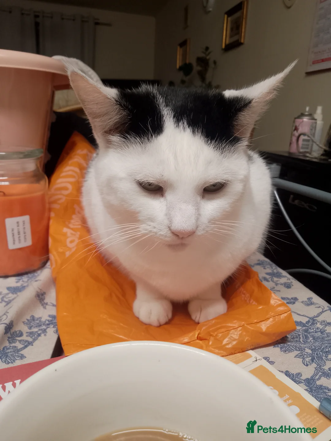 British Shorthair cats for sale: Female cuddly cat - Advert 2