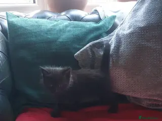 Bengal cats 5 beautiful Bengals. - Advert 6