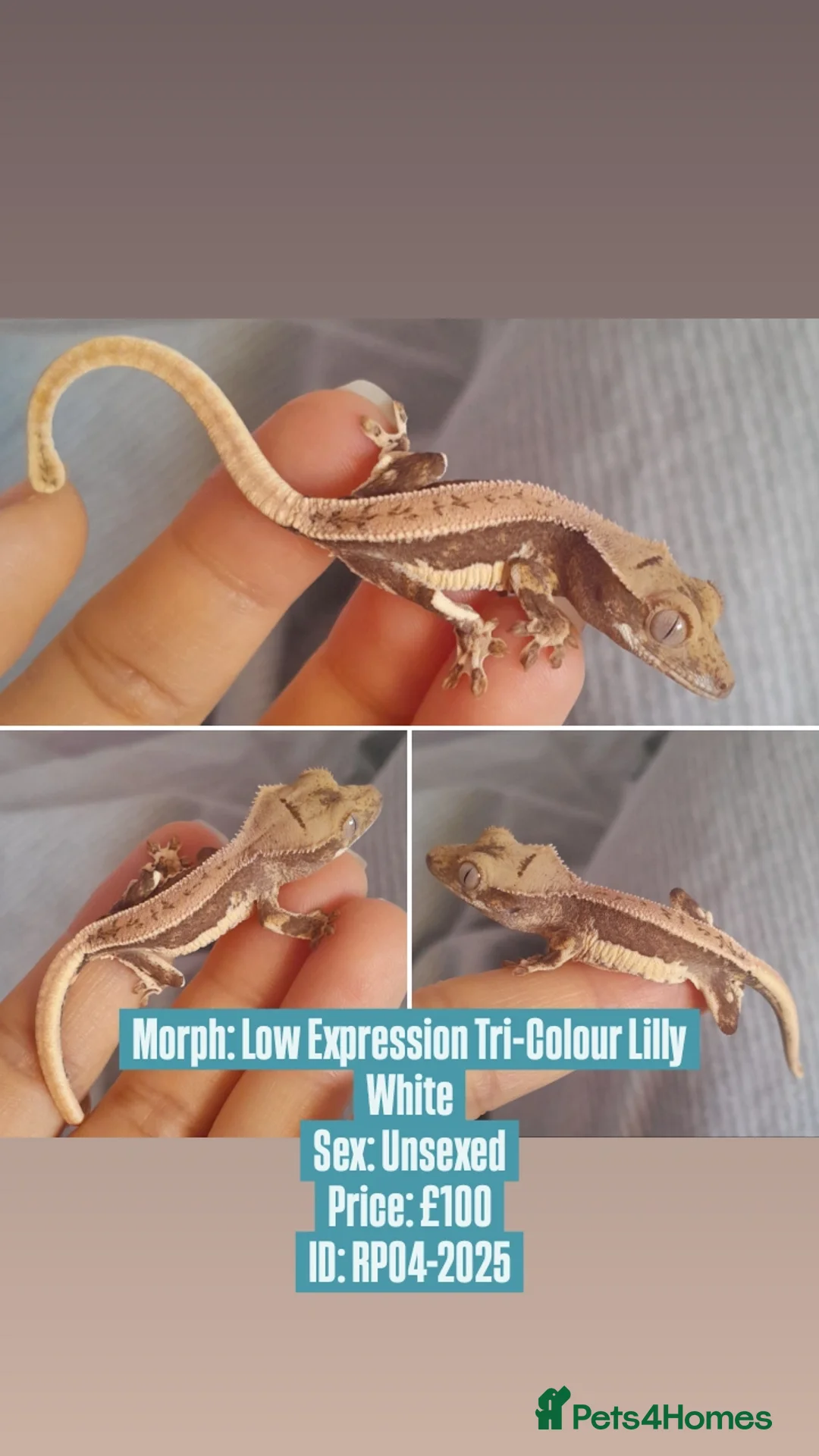 Gecko reptiles for sale: Various Crested Geckos, mixed morphs for sale  - Advert 3