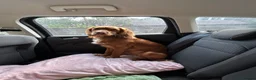 Cocker Spaniel dogs for stud: KC Beautiful red working cocker stud  - Advert 3