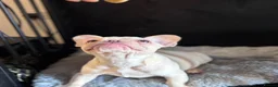 French Bulldog dogs for sale: * 🐾 3 Stunning KC Registered Frenchies ❤️ - Advert 20