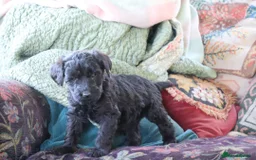 Labradoodle dogs for sale: F3 Labradoodle Puppies Licenced Breeder - Image 7