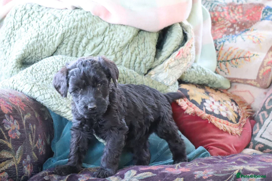 Labradoodle dogs for sale: F3 Labradoodle Puppies Licenced Breeder - Image 7