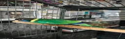 Ringnecks birds for sale: Australian Ringneck for sale - Advert 2