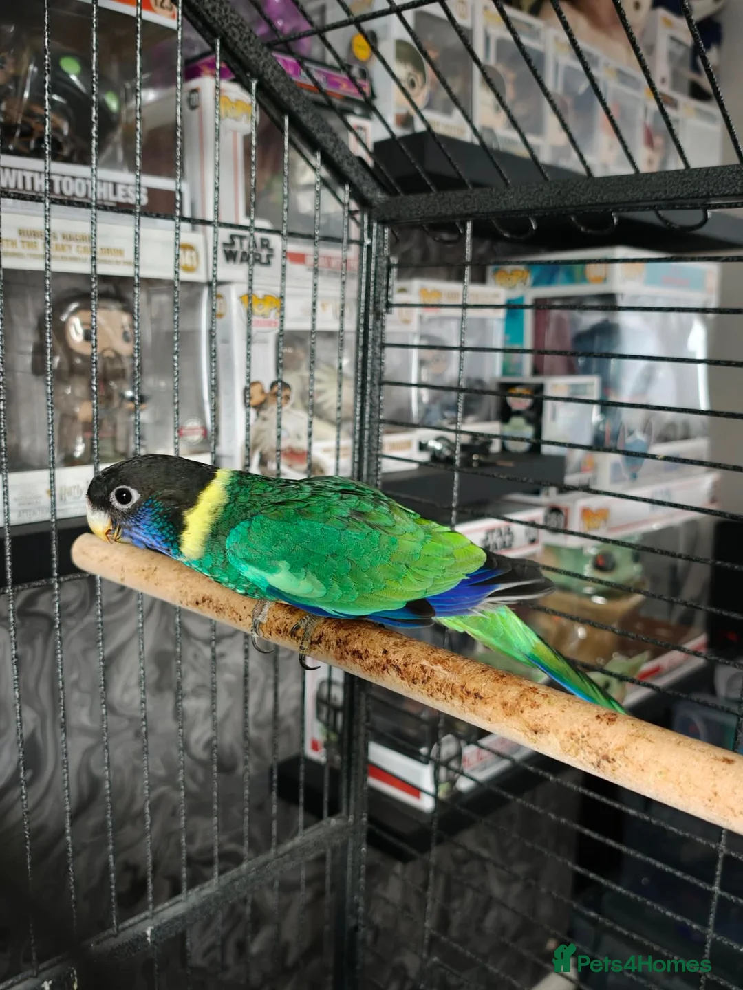 Ringnecks birds for sale: Australian Ringneck for sale - Advert 2