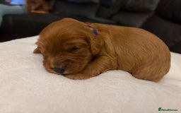 Mixed Breed dogs for sale: Cockapoo/Cavapoo Mix Puppies Available 10 Nov 25 - Image 30