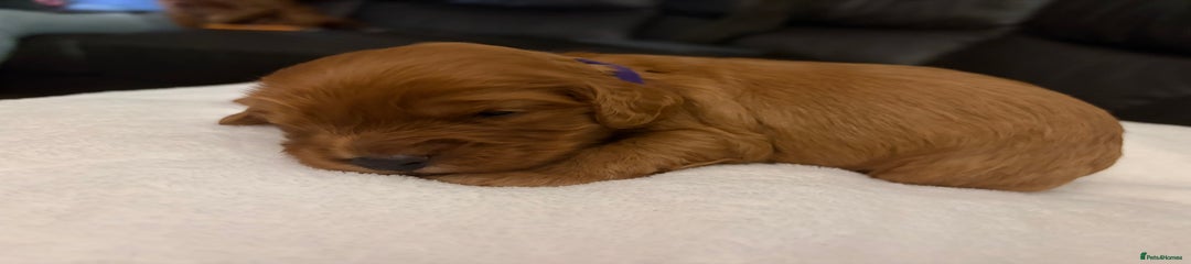 Cockapoo/Cavapoo Mix – Mr Plum 💜