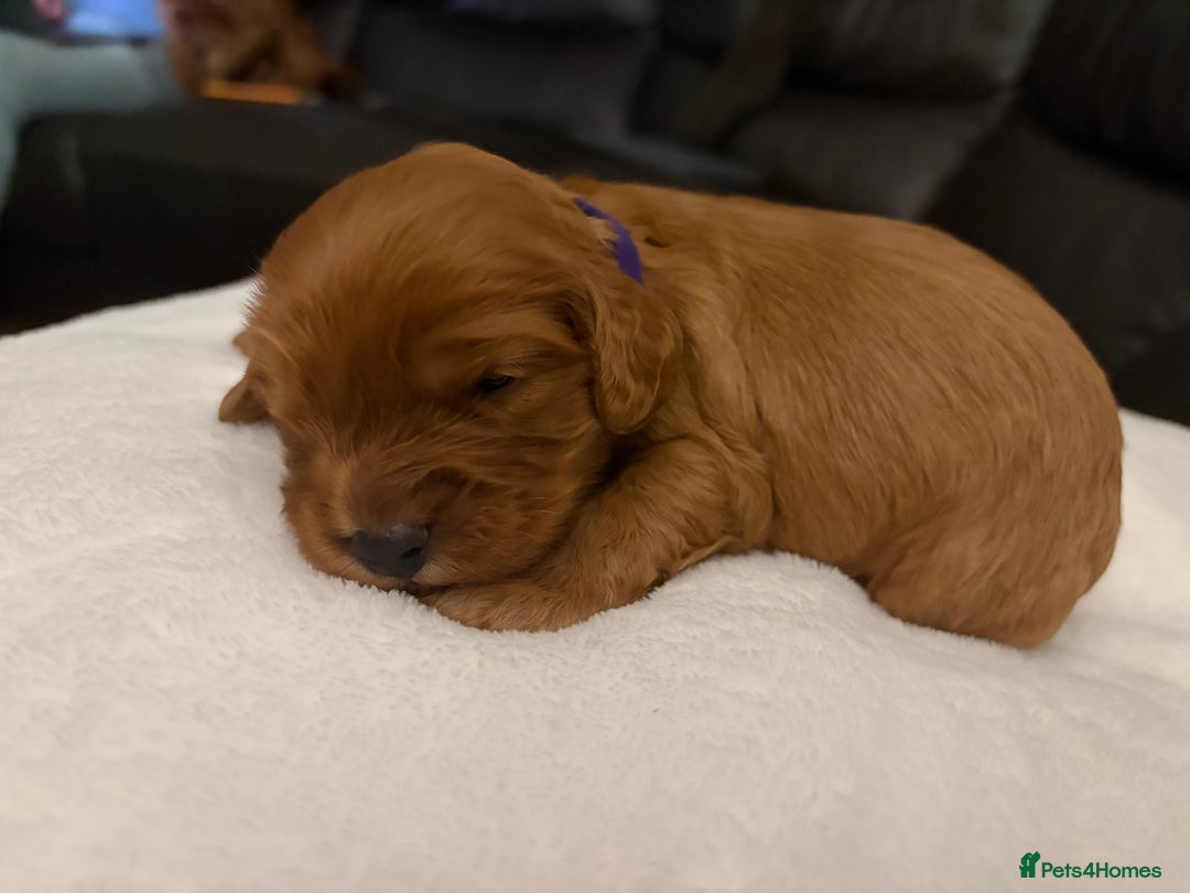Mixed Breed dogs for sale: Cockapoo/Cavapoo Mix Puppies Available 10 Nov 25 - Image 30