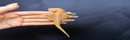 Bearded Dragon reptiles for sale: Hypo, Trans Blue bar leatherback and standard back in Southsea - Advert 12