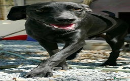 Mixed Breed dogs for adoption: Raisin needs a loving home   - Image 2