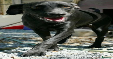 Mixed Breed dogs - Advert 7