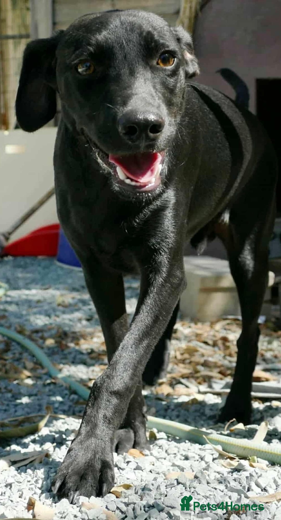 Mixed Breed dogs for adoption: Raisin needs a loving home   - Image 2