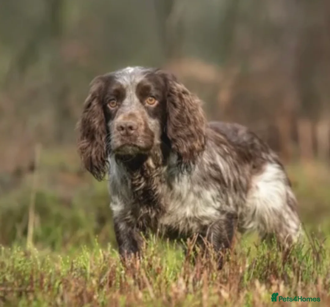 Cocker Spaniel dogs for sale: Planned Litter of Cocker Spaniel Puppies  in Ottery Saint Mary - Advert 2