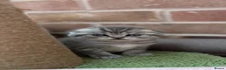 Scottish Fold cats for sale: 😊Tabby Scottish fold  - Advert 35