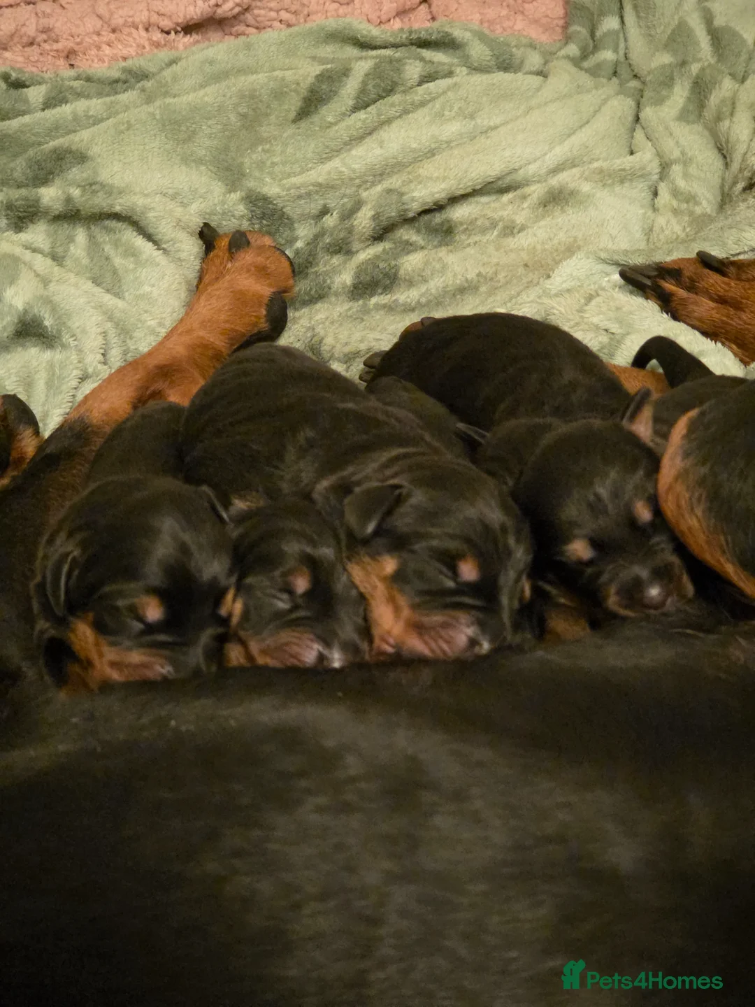 Dobermann dogs for sale: Rottermann puppies (Dobermann x Rottweiler) - Advert 1