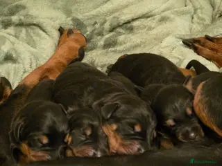 Dobermann dogs Rottermann puppies (Dobermann x Rottweiler) - Advert 13