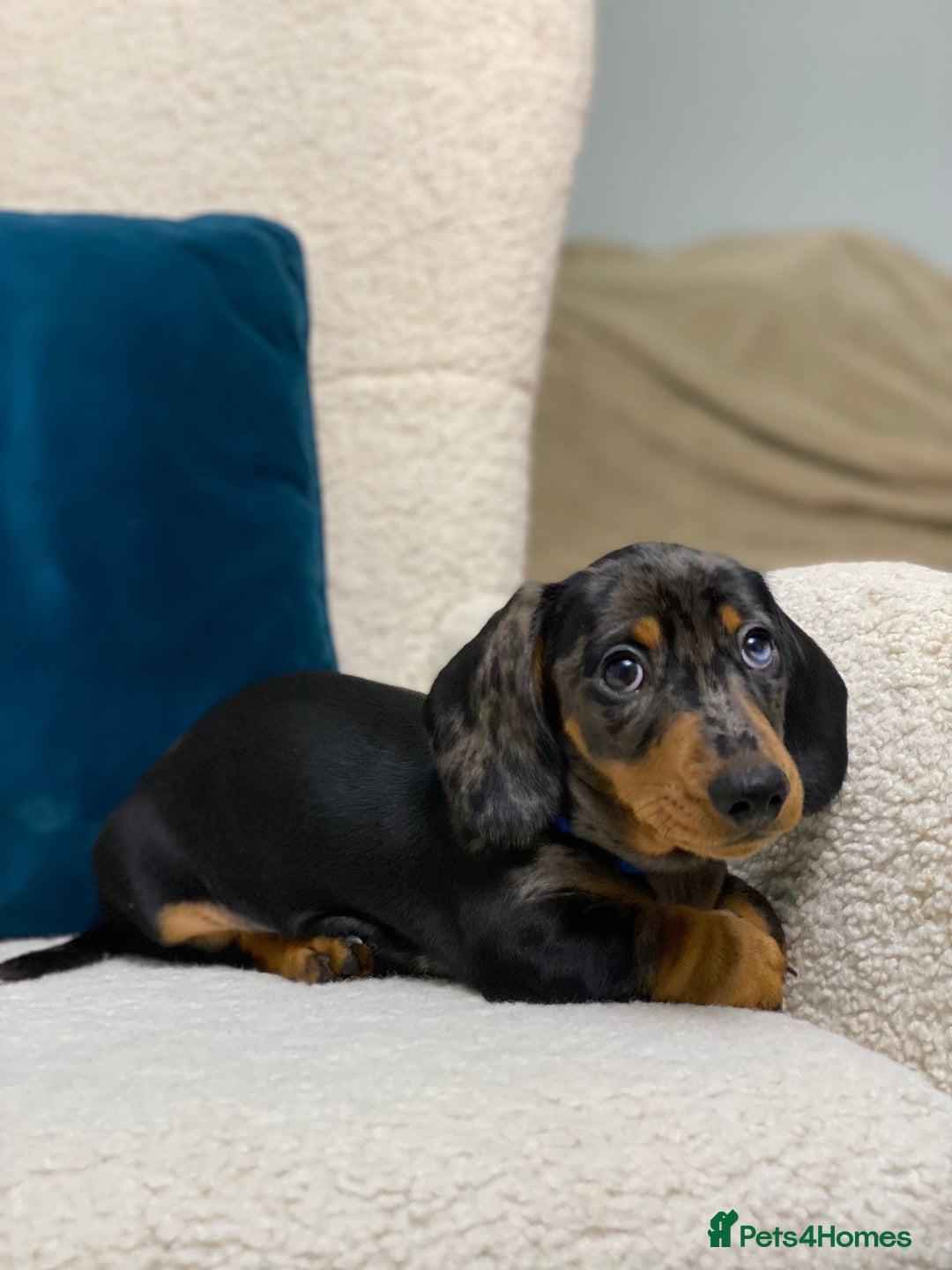 Miniature Dachshund dogs for sale: KC PRA CLR Miniature dachshunds  - Advert 4