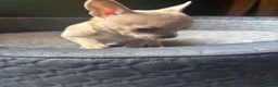 Chihuahua dogs for sale: Striking Blue Eyed Merle Chihuahua Baby Boy in Gateshead - Advert 5