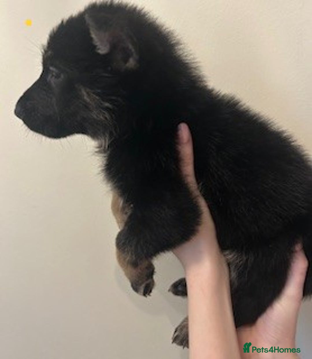 German Shepherd dogs for sale: Adorable litter of 6 puppies  - Advert 3