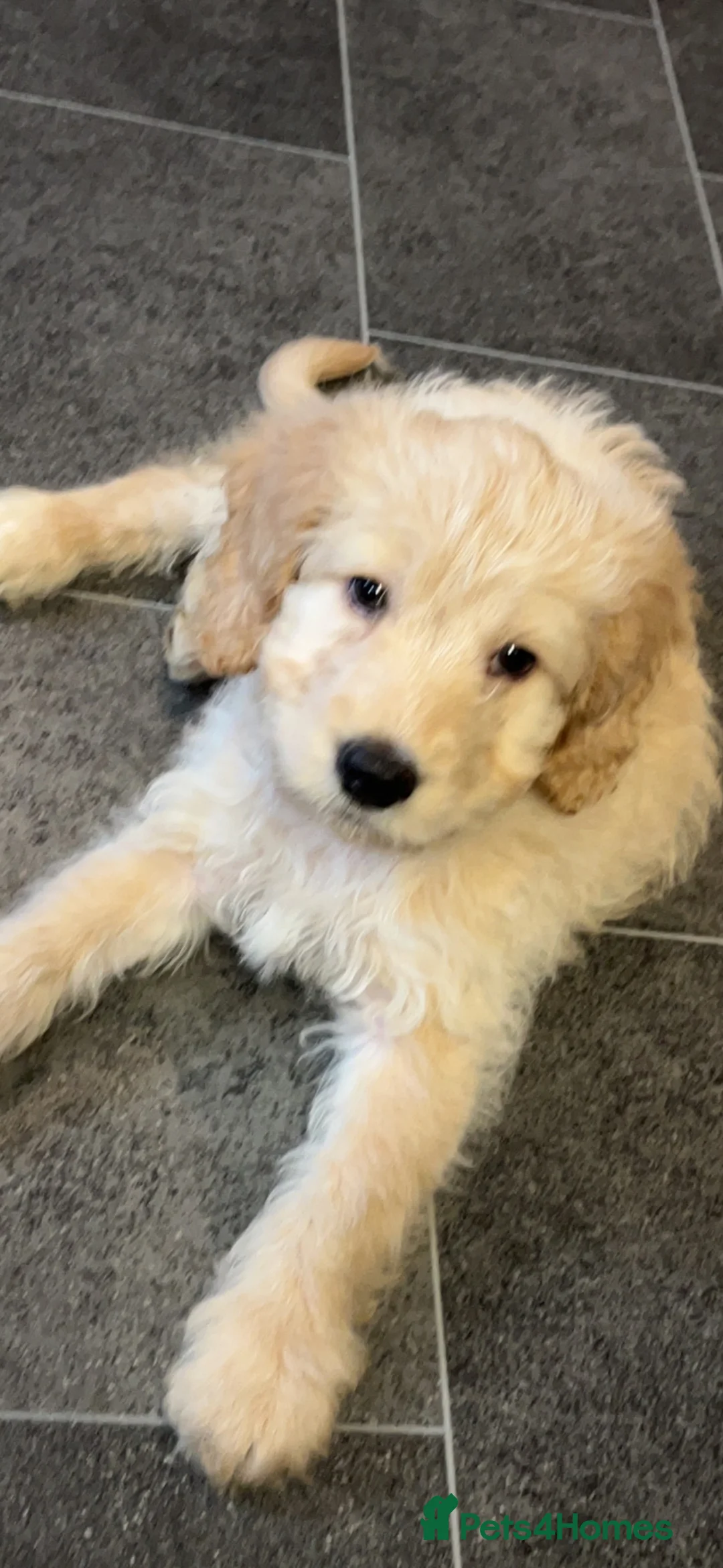 Cockapoo dogs for stud: Stud only!!!  - Advert 8