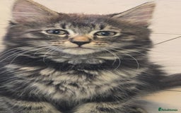 British Longhair cats for sale: Fluffy and Beautiful Kittens Seeking Forever Homes - Image 3