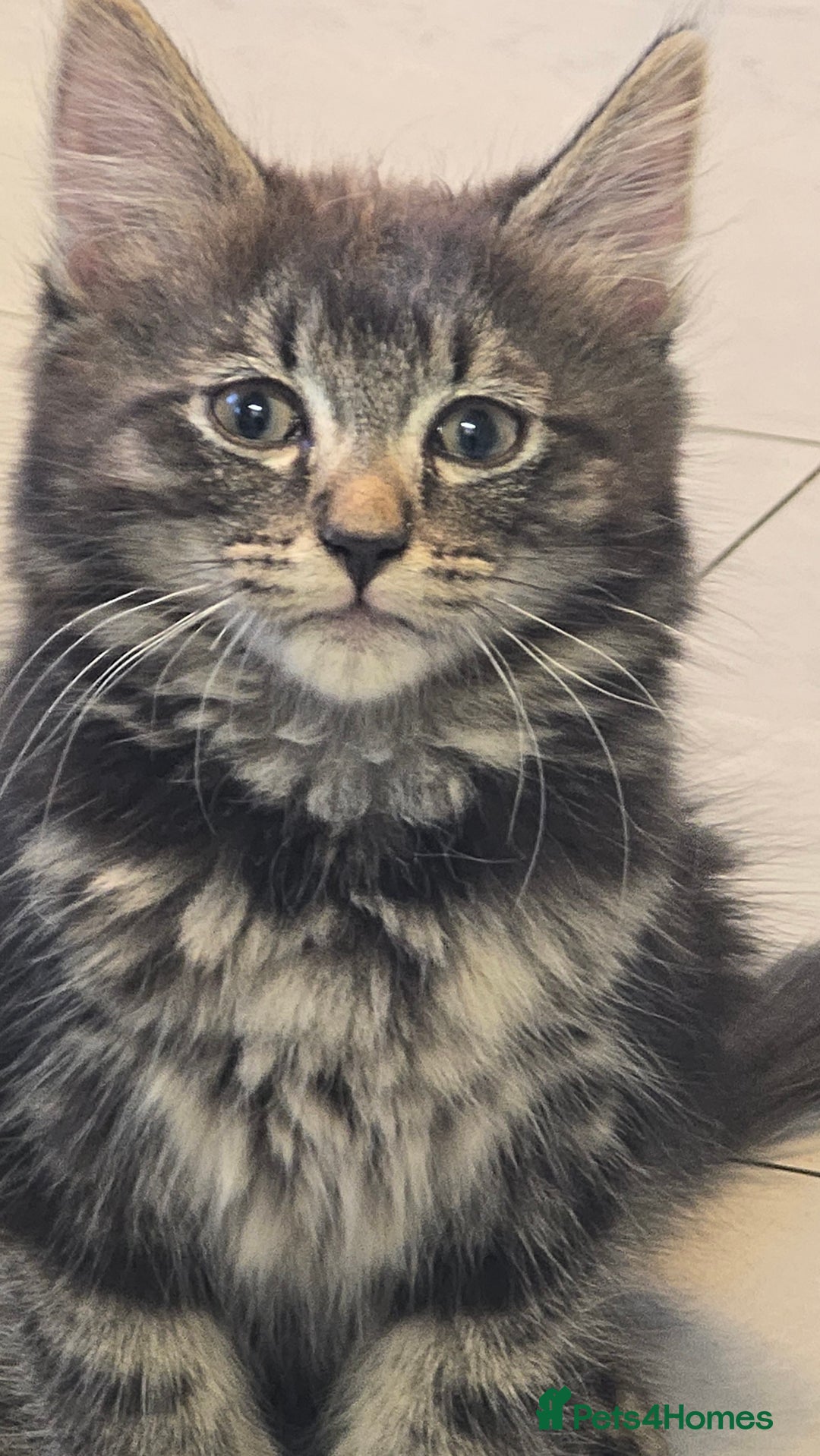 British Longhair cats for sale: Fluffy and Beautiful Kittens Seeking Forever Homes - Image 3