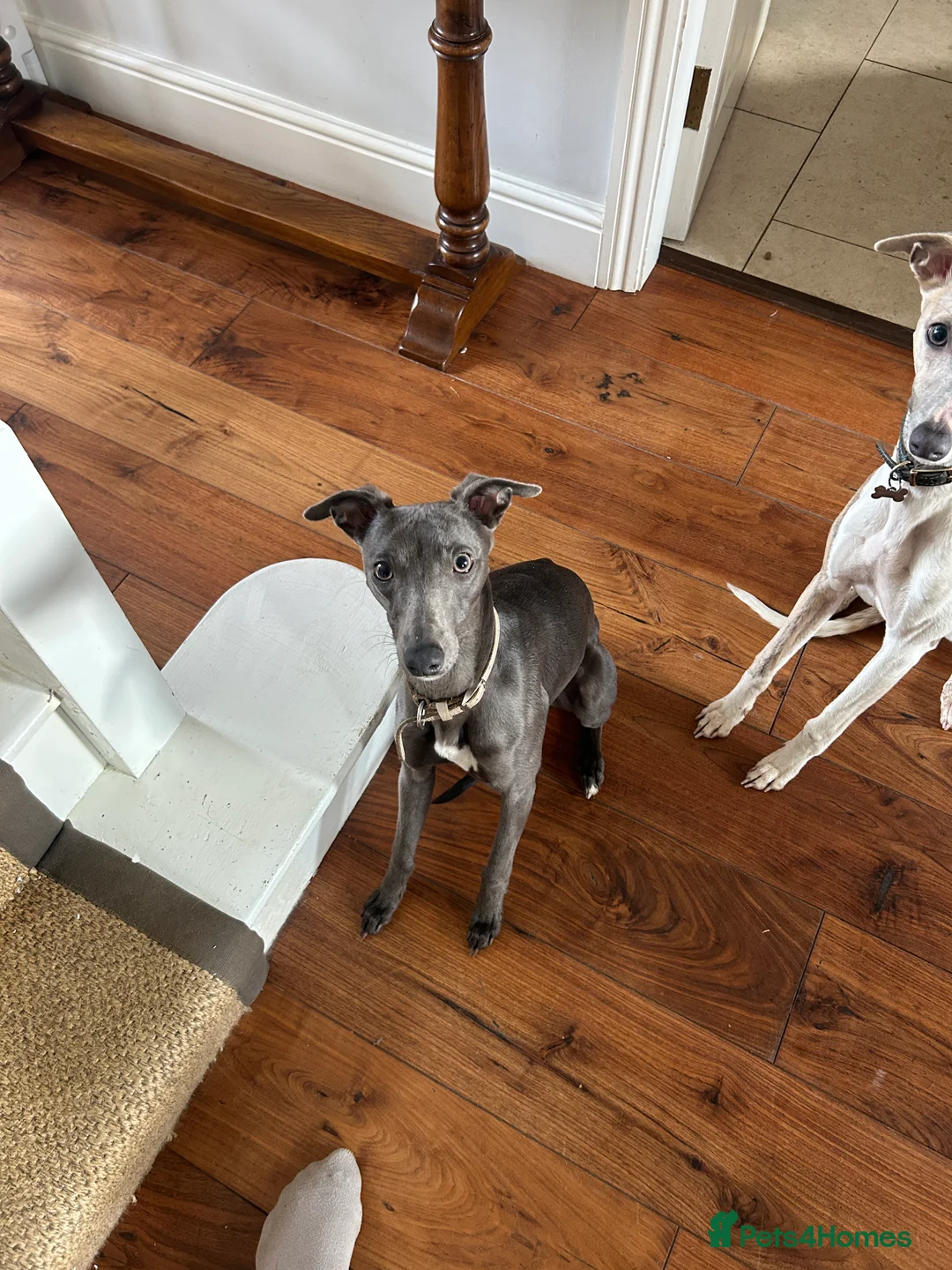 Whippet dogs for sale: Bonnie; a beautiful blue whippet bitch - Advert 1