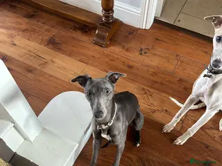 Whippet dogs Bonnie; a beautiful blue whippet bitch - Advert 16