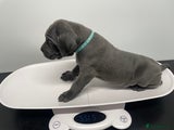 Cane Corso Puppy 7