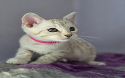 Bengal cats for sale: TICA Champion Bengal Kittens  - Image 1