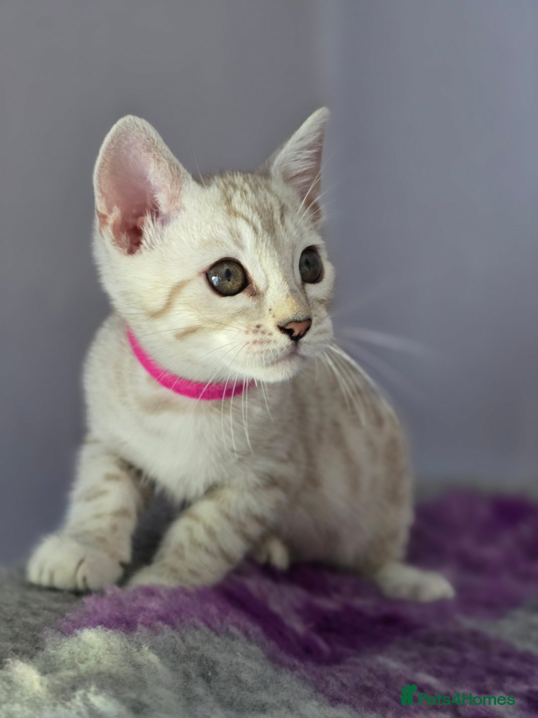 Bengal cats for sale: TICA Champion Bengal Kittens  - Image 1
