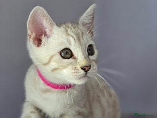 Bengal cats - Advert 13