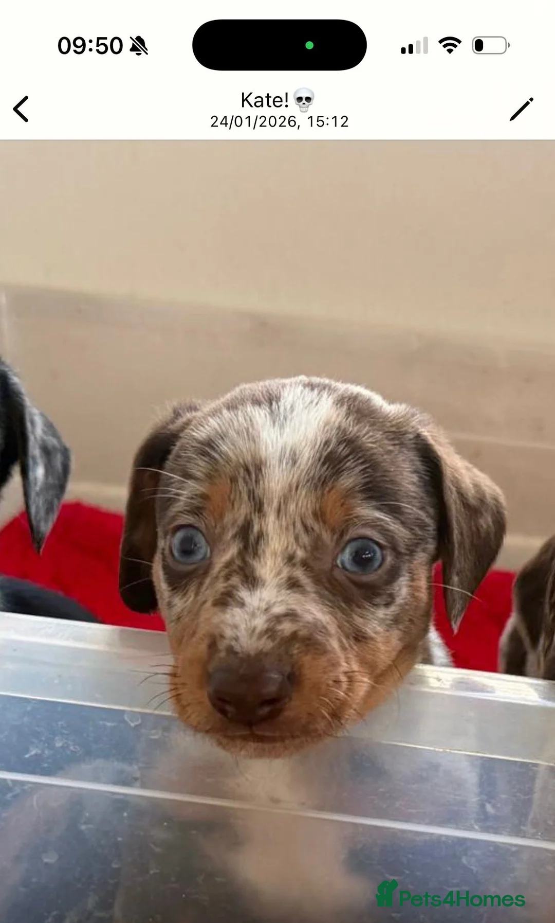 Mixed Breed dogs for sale: Saluki X Dachshund  - Advert 6