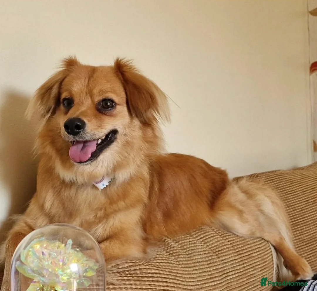 Mixed Breed dogs for adoption: Fluffy Comet in Peterborough - Advert 2