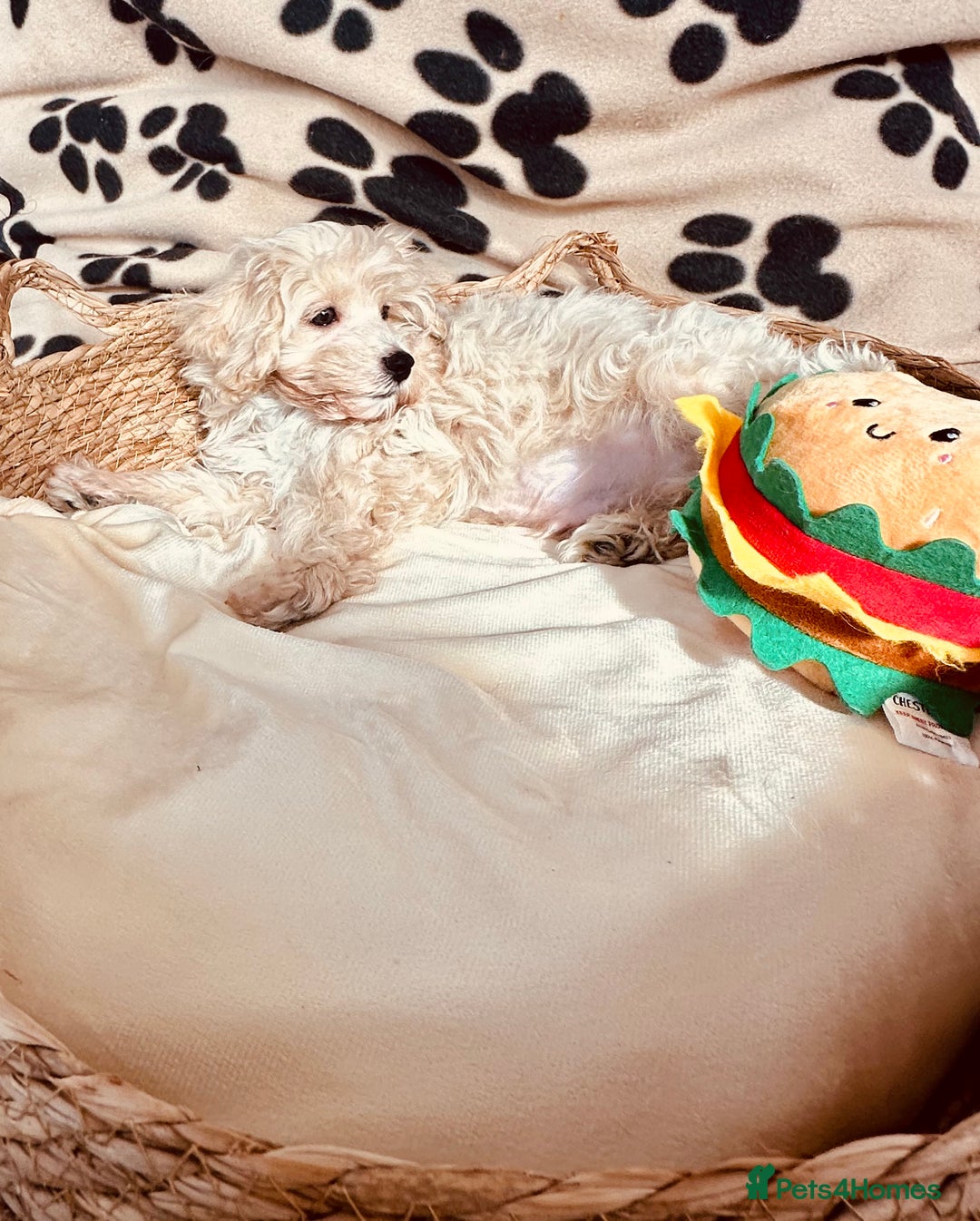 Maltipoo dogs for sale: F1 Toy Maltipoo puppys   - Image 18