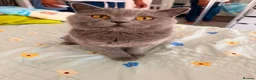 British Shorthair cats for sale: BRITISH SHORT HAIR FLUFFY BABY - Advert 2
