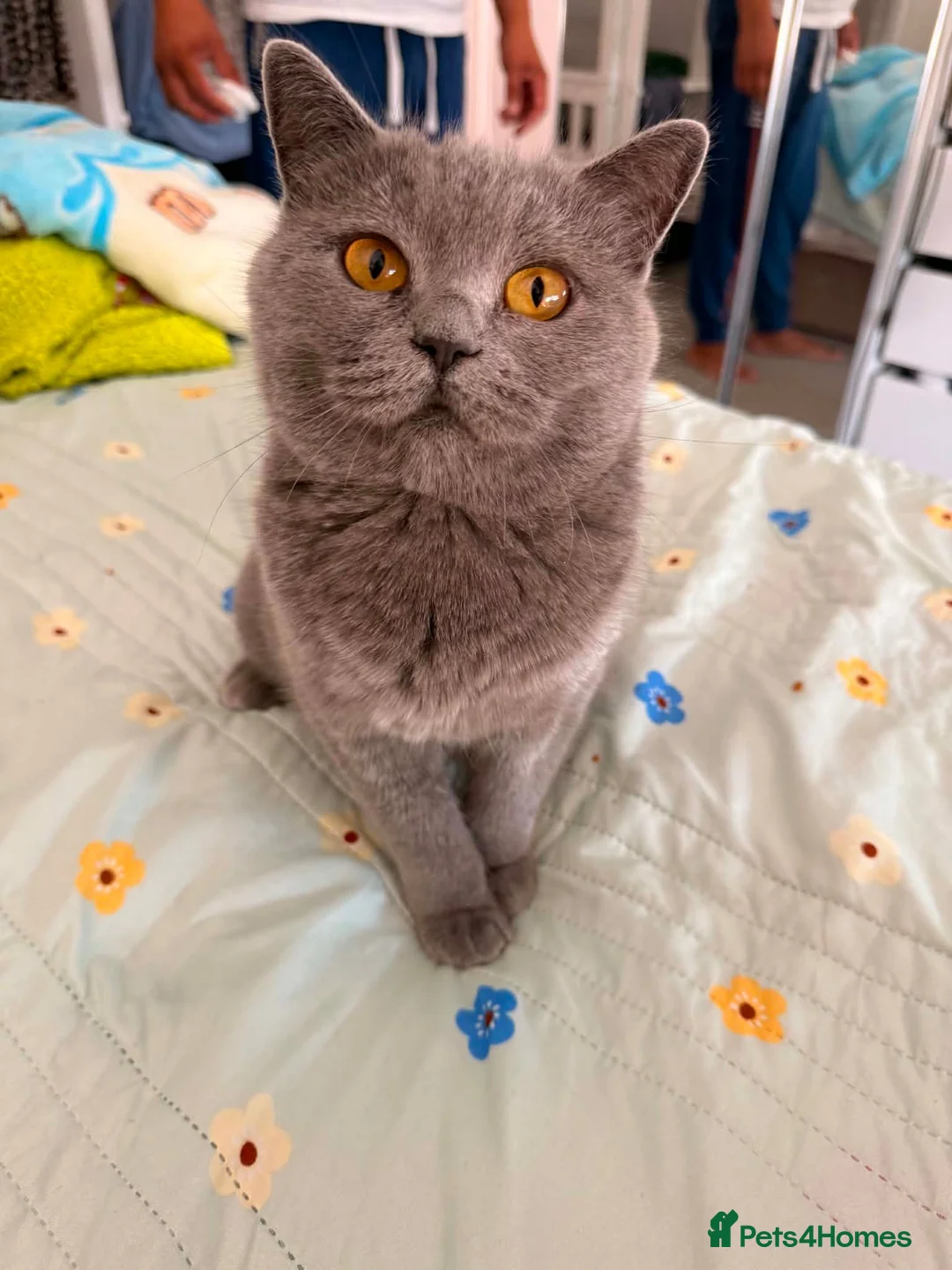 British Shorthair cats for sale: BRITISH SHORT HAIR FLUFFY BABY - Advert 2