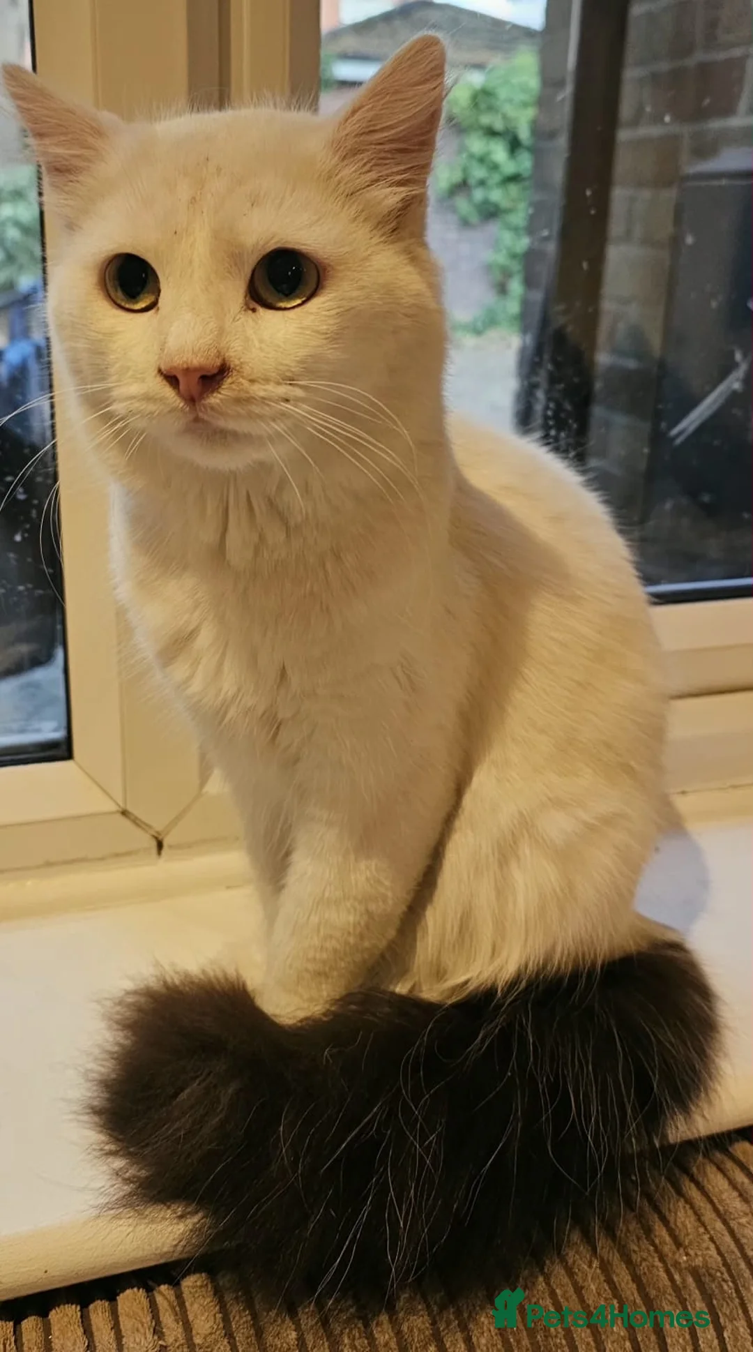 Domestic Shorthair cats for adoption: Adult Rescue Cat Looking for a Forever Home in Hook - Advert 2