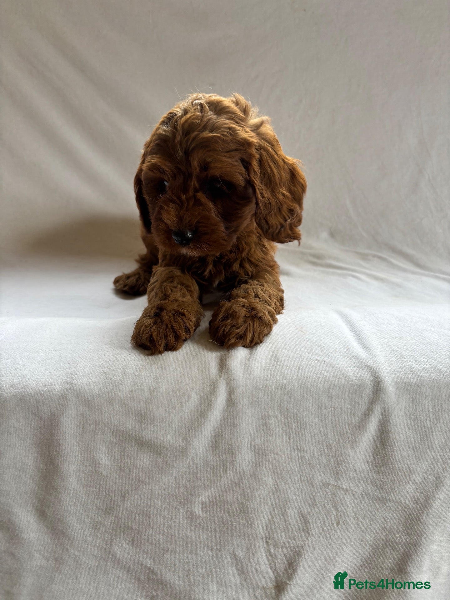 Cavapoo dogs Our delightful Cavapoo puppies  - Advert 9
