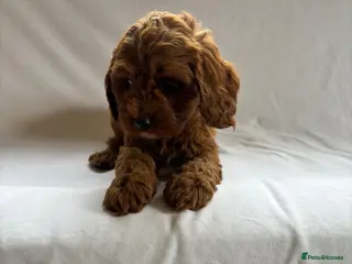 Cavapoo dogs Our delightful Cavapoo puppies - Advert 9
