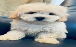 Maltipoo dogs for sale: Stuning Maltipoo Puppies Ready To Go - Image 19